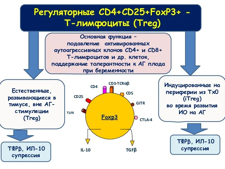 Регуляторные CD4+CD25+FoxP3+ - T-лимфоциты (Treg) Естественные, развивающиеся в тимусе, вне