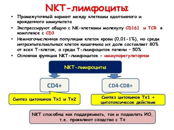 NKT-лимфоциты Промежуточный вариант между клетками адаптивного и врожденного иммунитета Экспрессируют