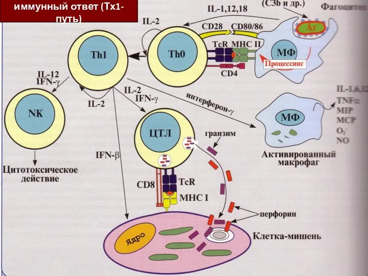 Клеточный иммунный ответ (Тх1-путь)