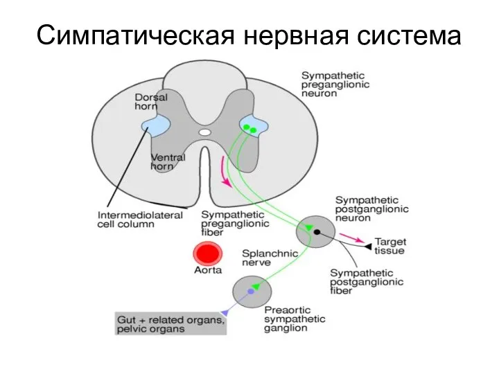 Симпатическая нервная система