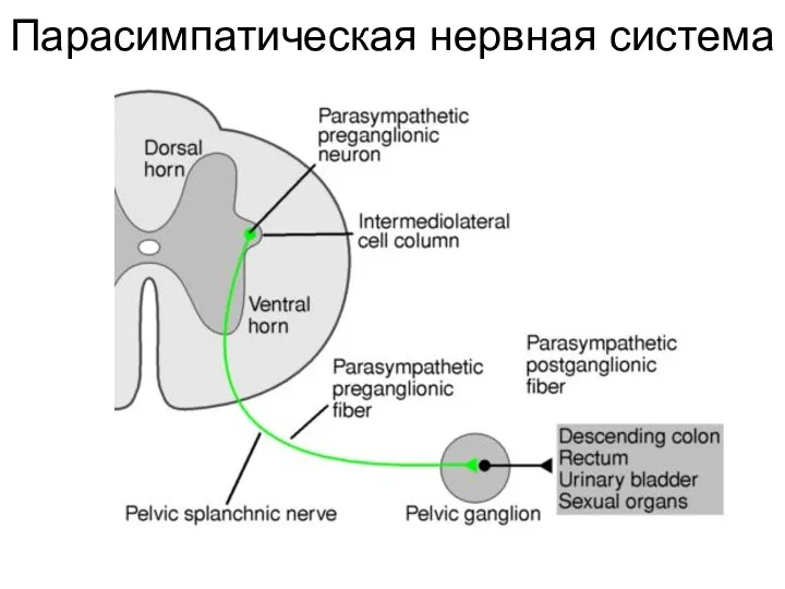 Парасимпатическая нервная система