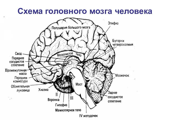 Схема головного мозга человека
