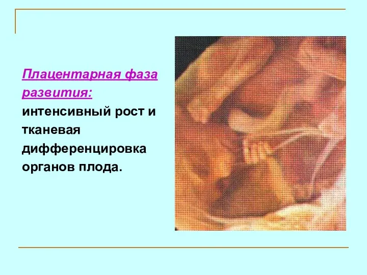 Плацентарная фаза развития: интенсивный рост и тканевая дифференцировка органов плода.
