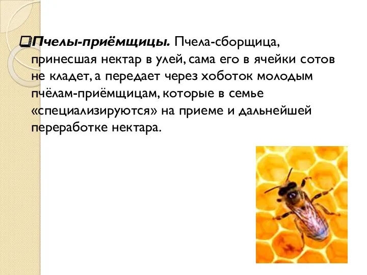 Пчелы-приёмщицы. Пчела-сборщица, принесшая нектар в улей, сама его в ячейки