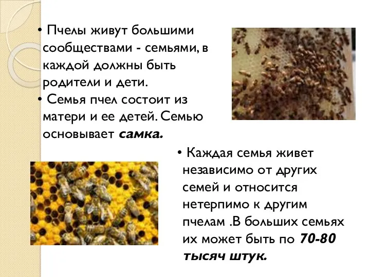 Пчелы живут большими сообществами - семьями, в каждой должны быть