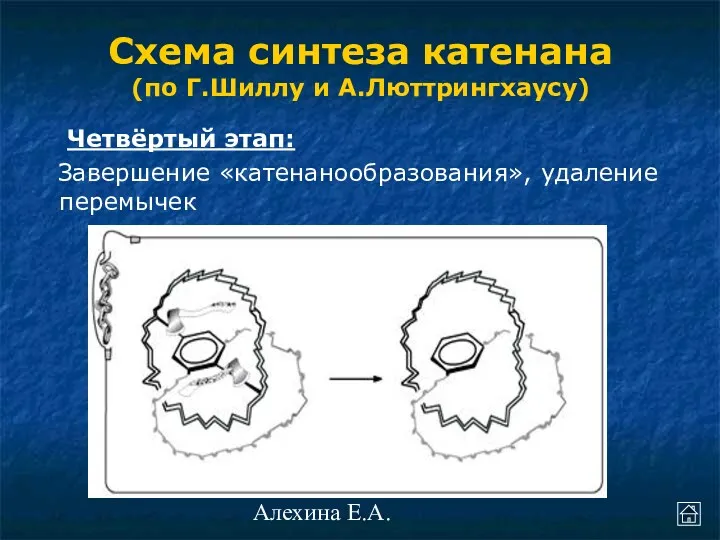 Алехина Е.А. Четвёртый этап: Завершение «катенанообразования», удаление перемычек Схема синтеза катенана (по Г.Шиллу и А.Люттрингхаусу)