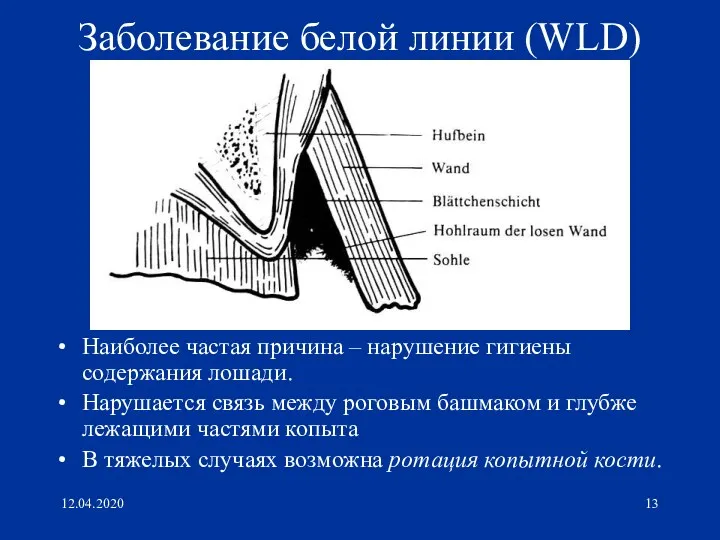 12.04.2020 Заболевание белой линии (WLD) Наиболее частая причина – нарушение