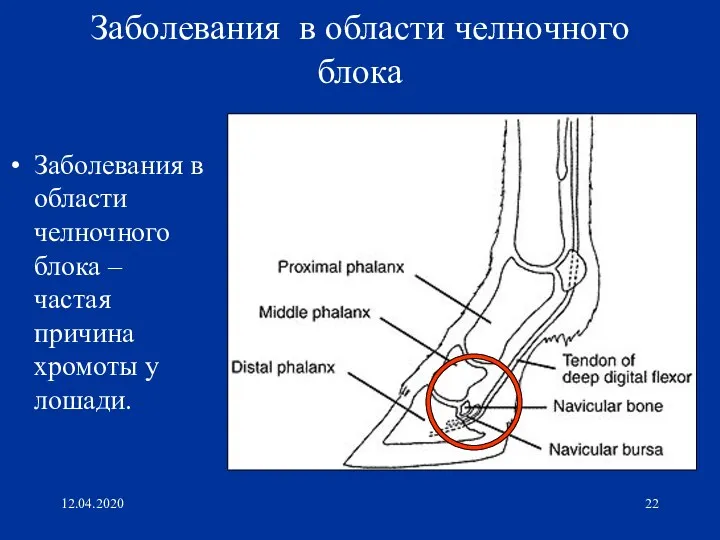 12.04.2020 Заболевания в области челночного блока Заболевания в области челночного