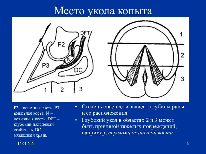 12.04.2020 Место укола копыта Степень опасности зависит глубины раны и