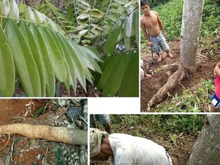 The root from this tree is used