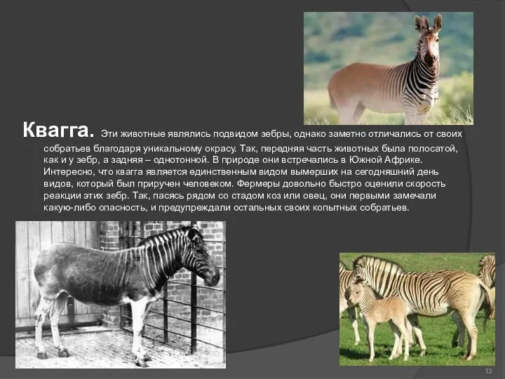 Квагга. Эти животные являлись подвидом зебры, однако заметно отличались от своих собратьев благодаря