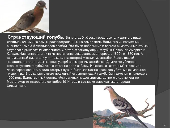 Странствующий голубь. Вплоть до XIX века представители данного вида являлись одними из самых