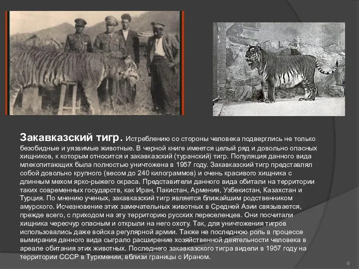 Закавказский тигр. Истреблению со стороны человека подверглись не только безобидные и уязвимые животные.
