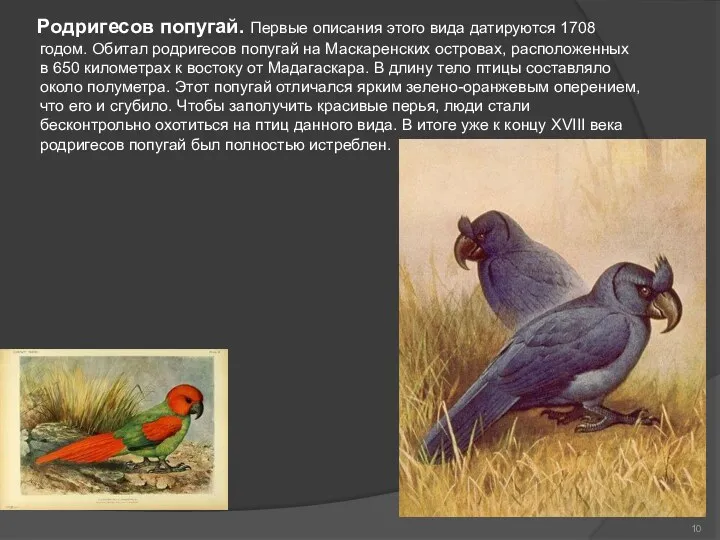 Родригесов попугай. Первые описания этого вида датируются 1708 годом. Обитал