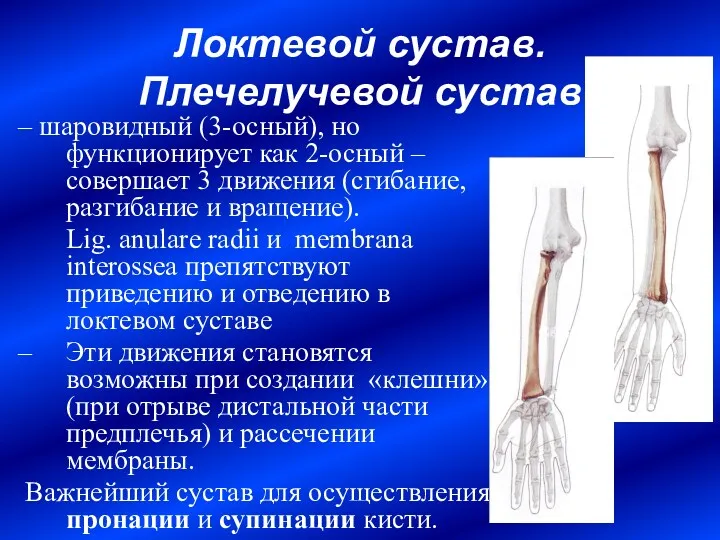 Локтевой сустав. Плечелучевой сустав – шаровидный (3-осный), но функционирует как