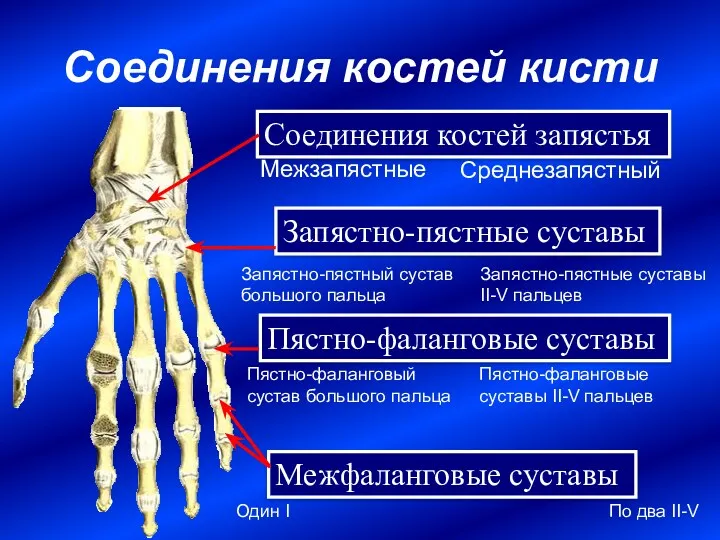 Соединения костей кисти Соединения костей запястья Среднезапястный Межзапястные Запястно-пястные суставы