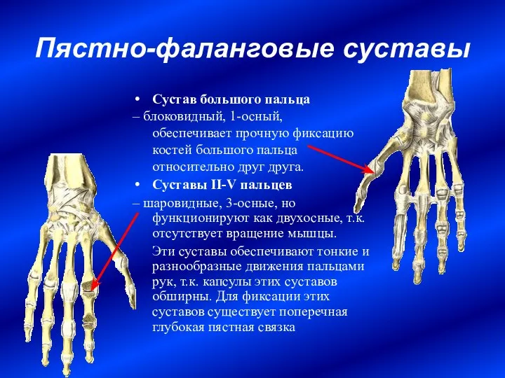 Пястно-фаланговые суставы Сустав большого пальца – блоковидный, 1-осный, обеспечивает прочную