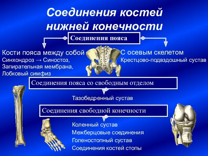 Соединения костей нижней конечности Соединения пояса Соединения свободной конечности Кости