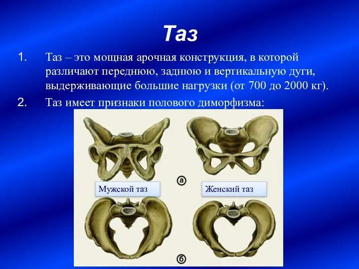 Таз Таз – это мощная арочная конструкция, в которой различают