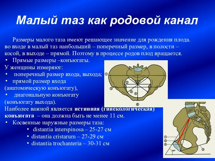 Малый таз как родовой канал Размеры малого таза имеют решающее