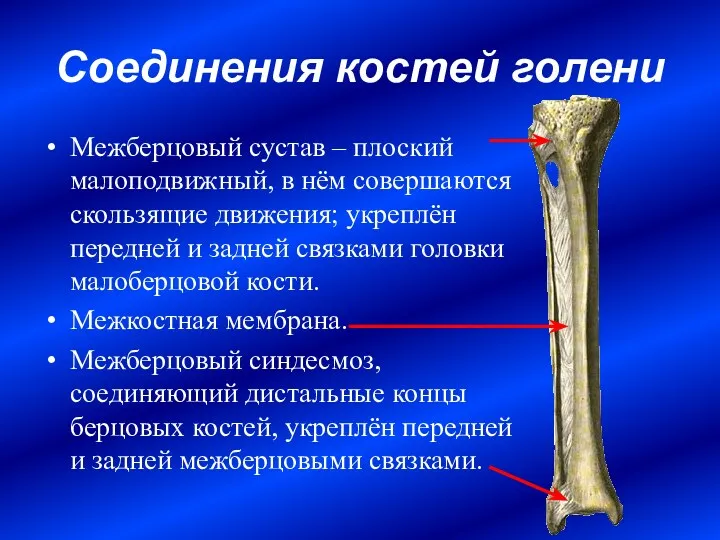 Соединения костей голени Межберцовый сустав – плоский малоподвижный, в нём