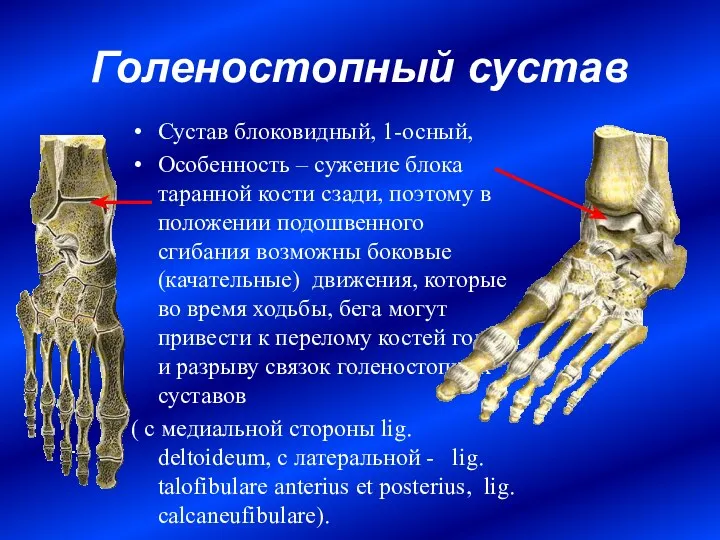 Голеностопный сустав Сустав блоковидный, 1-осный, Особенность – сужение блока таранной