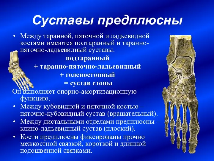 Суставы предплюсны Между таранной, пяточной и ладьевидной костями имеются подтаранный