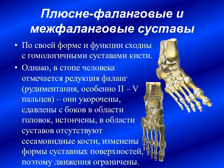 Плюсне-фаланговые и межфаланговые суставы По своей форме и функции сходны