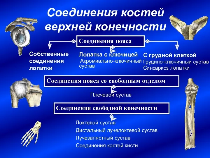 Соединения костей верхней конечности Соединения пояса Соединения свободной конечности Лопатка