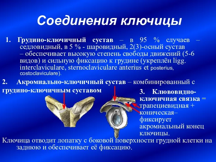 Соединения ключицы 2. Акромиально-ключичный сустав – комбинированный с грудино-ключичным суставом