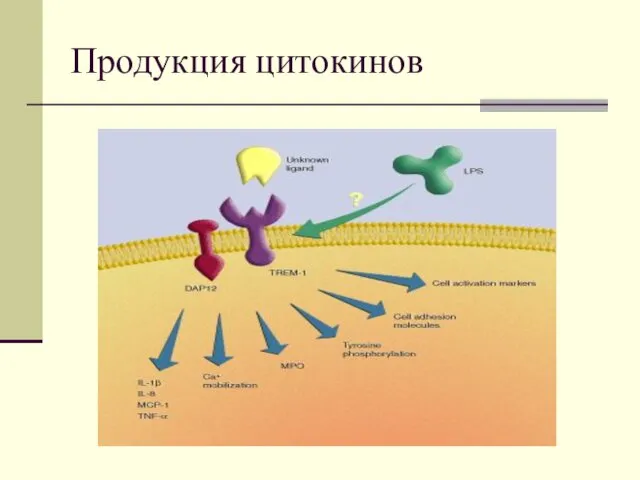 Продукция цитокинов
