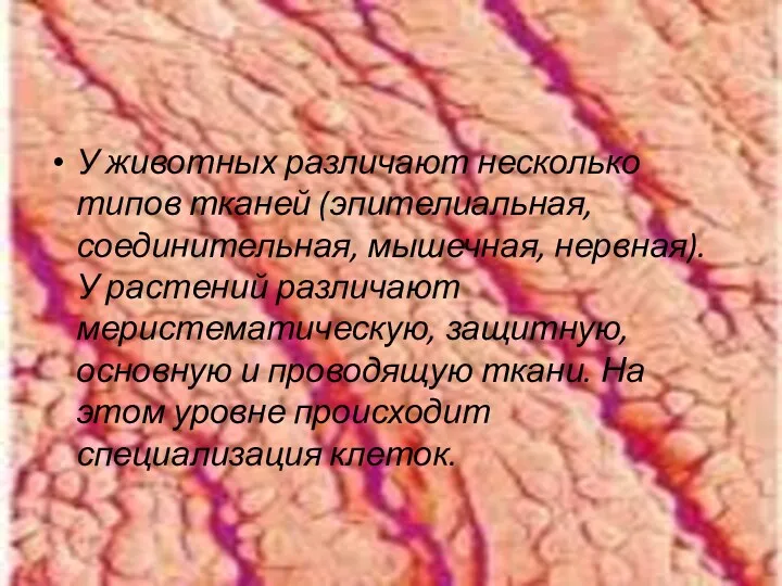 У животных различают несколько типов тканей (эпителиальная, соединительная, мышечная, нервная). У растений различают