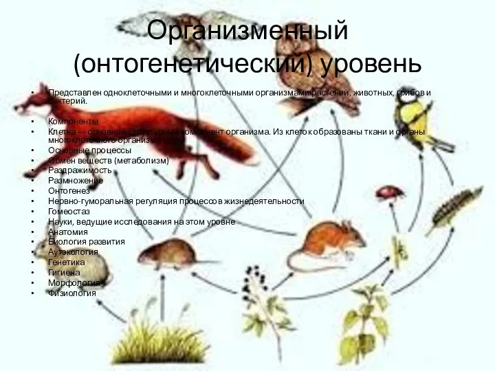 Организменный (онтогенетический) уровень Представлен одноклеточными и многоклеточными организмами растений, животных, грибов и бактерий.