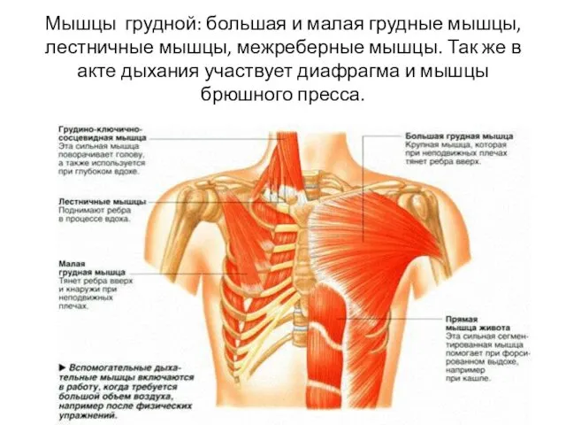 Мышцы грудной: большая и малая грудные мышцы, лестничные мышцы, межреберные