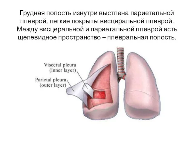 Грудная полость изнутри выстлана париетальной плеврой, легкие покрыты висцеральной плеврой.