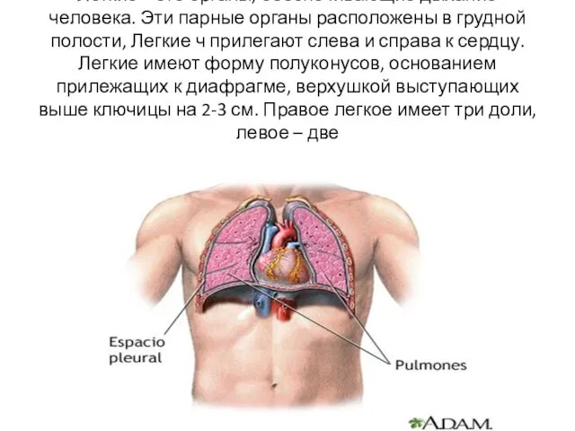 Легкие – это органы, обеспечивающие дыхание человека. Эти парные органы