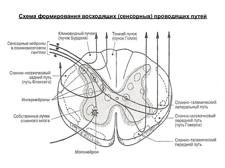 Схема формирования восходящих (сенсорных) проводящих путей