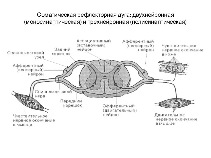 Соматическая рефлекторная дуга: двухнейронная (моносинаптическая) и трехнейронная (полисинаптическая)