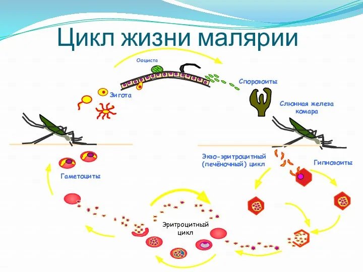 Экзо-эритроцитный (печёночный) цикл Цикл жизни малярии