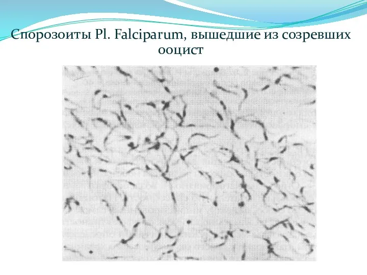 Спорозоиты Pl. Falciparum, вышедшие из созревших ооцист