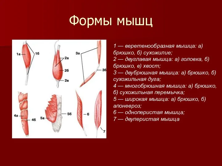 Формы мышц 1 — веретенообразная мышца: а) брюшко, б) сухожилие;