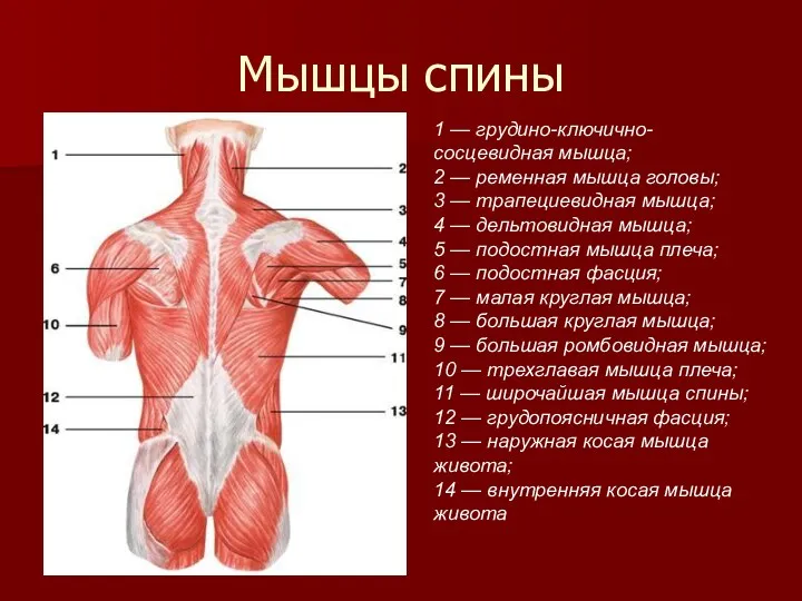 Мышцы спины 1 — грудино-ключично-сосцевидная мышца; 2 — ременная мышца