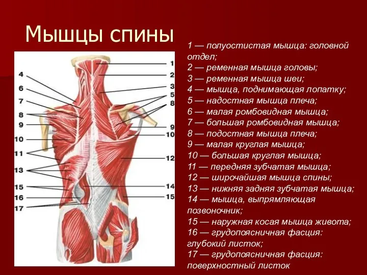 Мышцы спины 1 — полуостистая мышца: головной отдел; 2 —