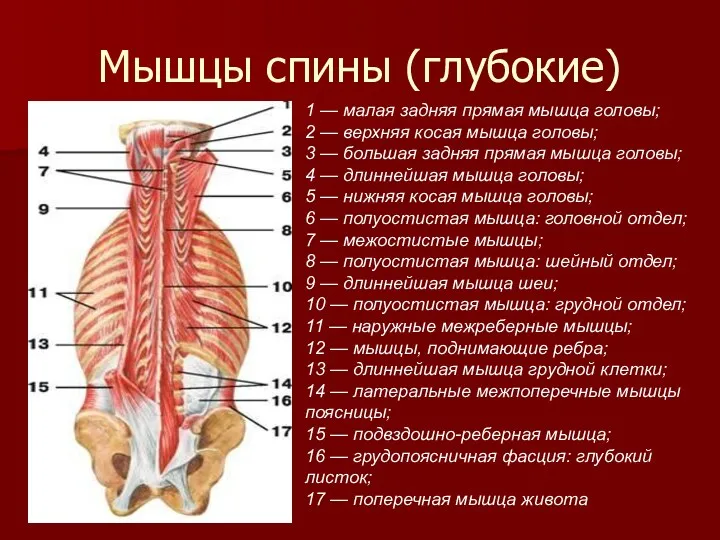 Мышцы спины (глубокие) 1 — малая задняя прямая мышца головы;