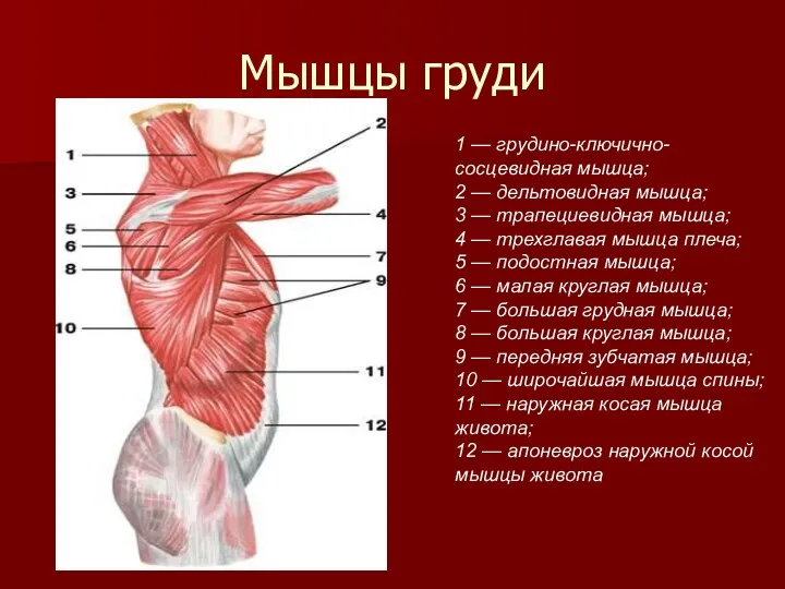 Мышцы груди 1 — грудино-ключично-сосцевидная мышца; 2 — дельтовидная мышца;