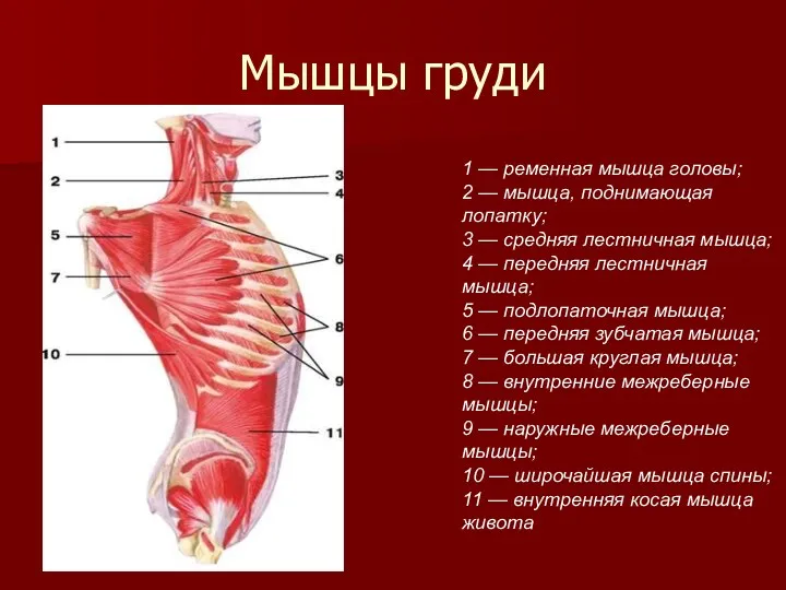 Мышцы груди 1 — ременная мышца головы; 2 — мышца,