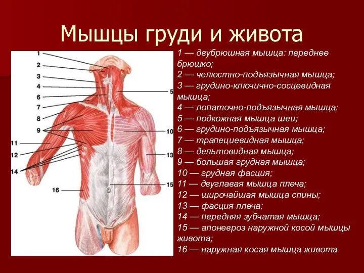 Мышцы груди и живота 1 — двубрюшная мышца: переднее брюшко;