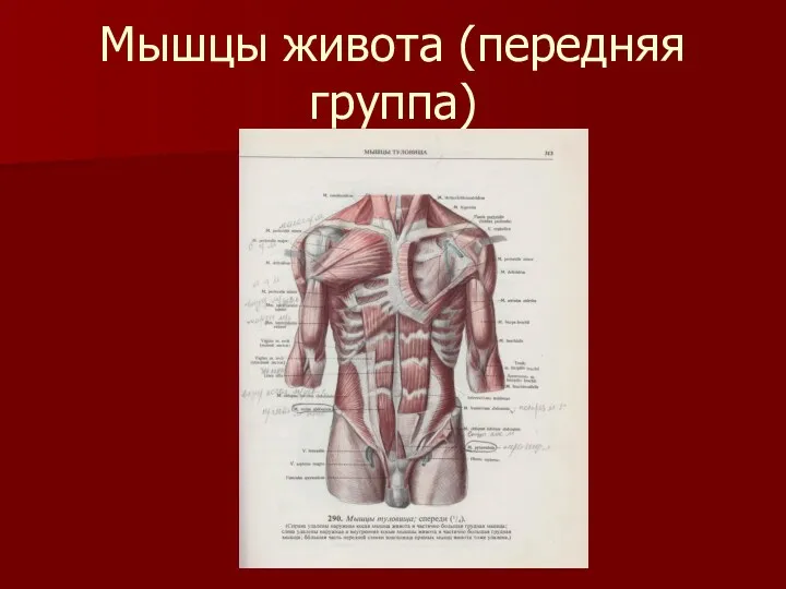 Мышцы живота (передняя группа)