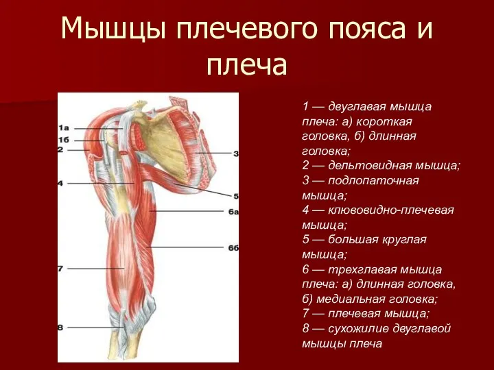Мышцы плечевого пояса и плеча 1 — двуглавая мышца плеча: