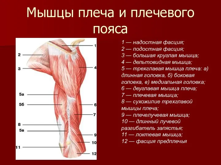 Мышцы плеча и плечевого пояса 1 — надостная фасция; 2